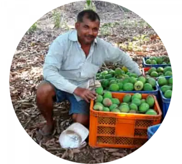 Vinayak Thakur - Devgad Alphonso Farmer