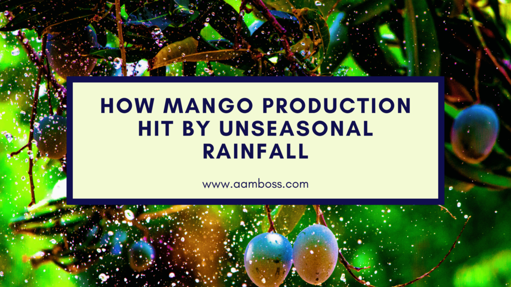 How Mango Production Hit by Unseasonal Rainfall