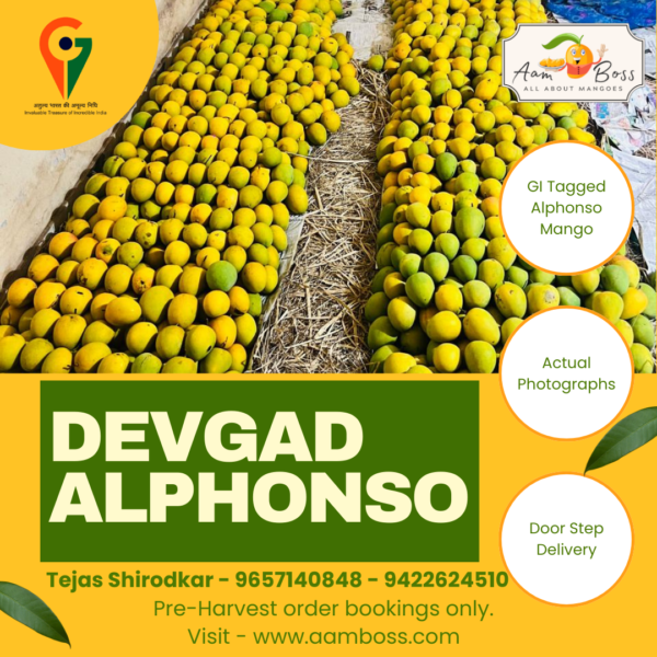 Alphonso Aadi