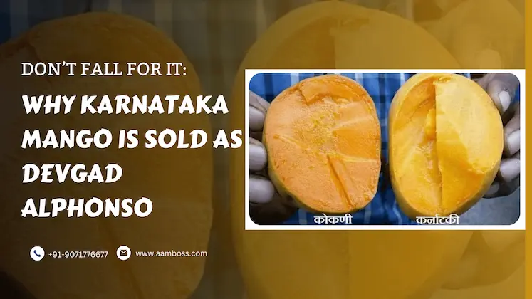 why karnataka mango is sold as devgad Hapoos