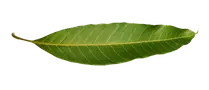 mango leaf Mango leaf